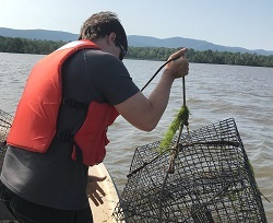 a fisheries biologist pulls a crab pot out of the Hudson River