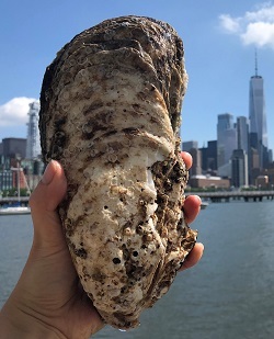 algae species feed for oyster spat