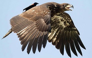 Red-winged blackbird riding on a bald eagle