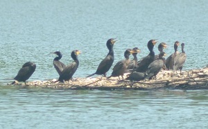 Double-crested cormorants