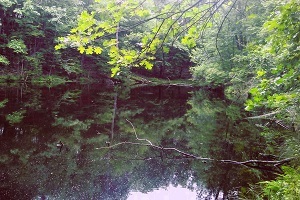 Pond at Doodletown WMA