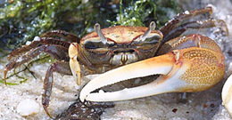 Red-jointed fiddler crab