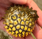 Striped burrfish