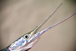 Atlantic needlefish