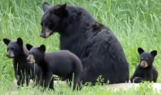 Black bears