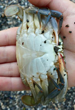Blue crab (female)