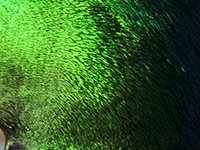 What is it? September