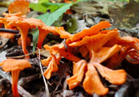 Cinnabar chanterelle (mushroom)