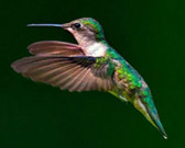 Ruby-throated hummingbird