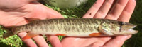 Redfin pickerel