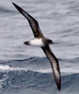Trindade petrel