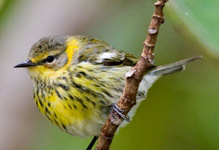 Cape May warbler