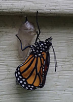 Monarch butterfly