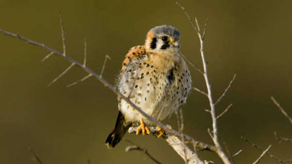 American kestrel courtesy of U.S. Fish and Wildlife Service (see 9/4)