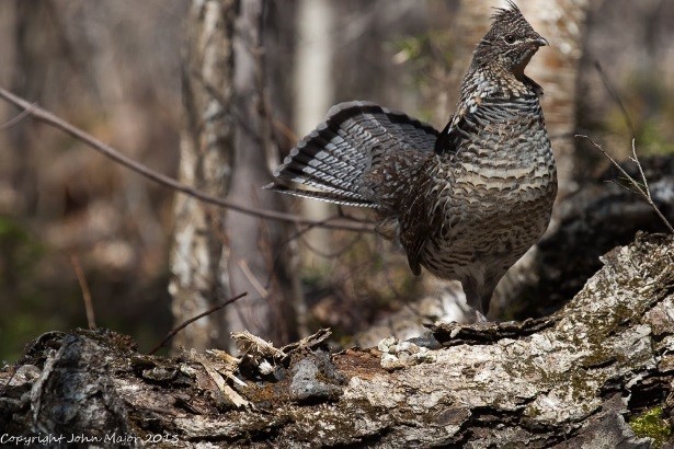 Ruffed Grouse