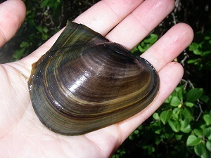 Freshwater mussel Freshwater mussel