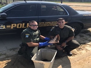 ECOs with sea turtle