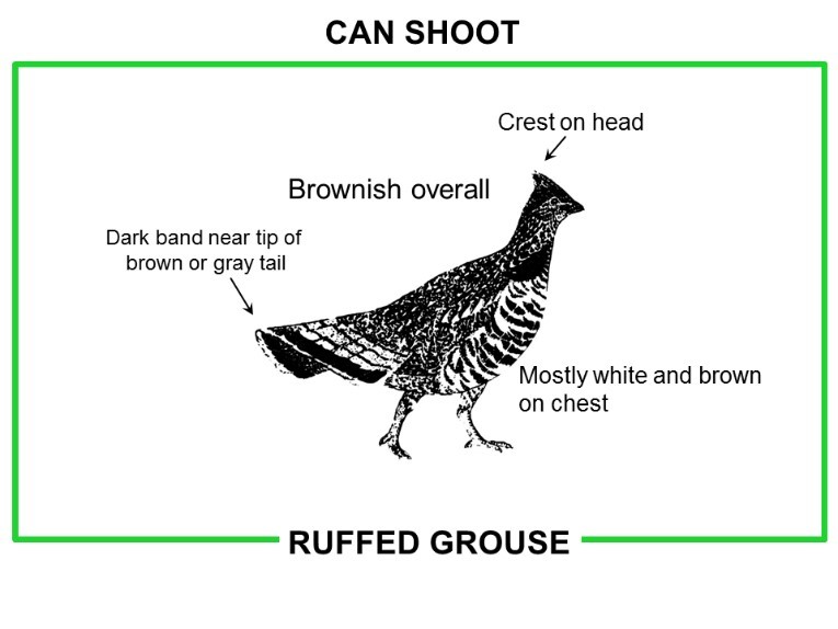 Grouse can shoot