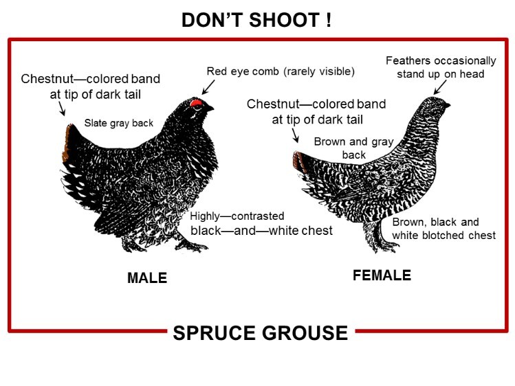 Grouse don't shoot