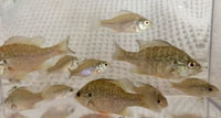 Pumpkinseed sunfish