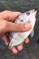 Pinfish