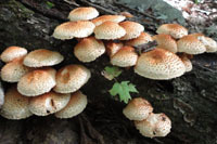 Onion bagel mushrooms