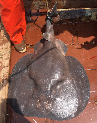 Atlantic torpedo ray