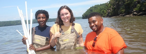 Three Student Conservation Association Members help plant SAV at Norrie