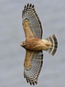 Red-shouldered hawk