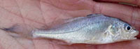 Atlantic croaker