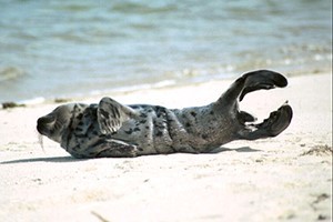 Seal on the beach