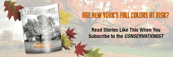 Conservationist Oct 2018