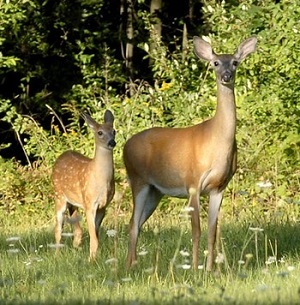 white-tailed deer