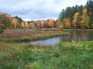 Hanging Bog Wildlife Management Area