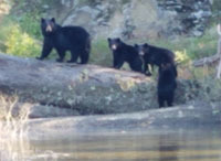 Black bears