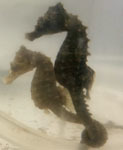 Lined seahorse