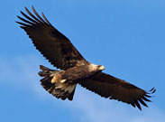 Golden eagle