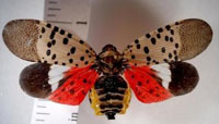 Spotted lanterfly
