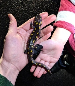 A family helps a spotted salamander cross the road on its way to a vernal pool.