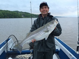 A striped bass fisherman participates in the Cooperative Angler Program