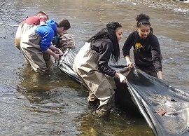 Poughkeepsie High School students pull an eel net to begin counting eels.