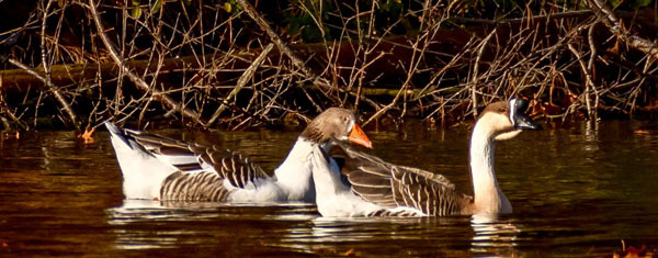 Gray Lag Swan Goose courtesy of Jim Yates (see 11/9)