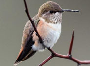 Rufous Hummingbird