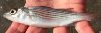 Striped bass