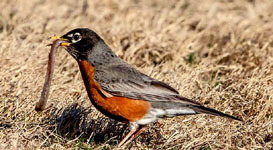American Robin