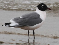 Franklin's Gull