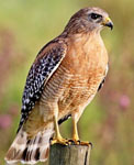 Red-shouldered hawk
