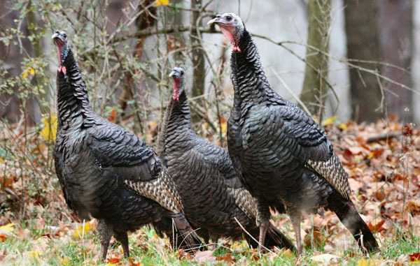 Wild turkeys courtesy of Ely Matawaran (see 11/26)