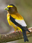 Evening grosbeak