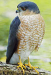 Sharp-shinned hawk